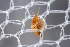 A bed bug works its way through a bed net.