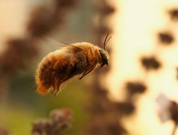 Valley carpenter bee.