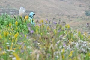 Recent research led by Washington State University (WSU) offers hope for at-risk butterflies, revealing that their populations fared better when their habitats were actively managed. The study examined 31 at-risk butterfly species across the U.S., all of which are experiencing rapid declines due to habitat loss, climate change, and pesticide use.