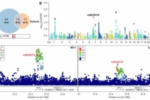 Genomic analysis of causal variants between bipolar disorder I (BD-I) and epilepsy. (A) Venn plot shows specific and shared variants. Genetic correlation (rg) was estimated via LDSC. (B) Manhattan plot of conjFDR results. Lead SNPs with the same allelic effect direction are in red; opposite directions are in black. (C) LocusZoom plots show genetic associations at the SP4 locus, with physical maps of known genes and LD defined by SNP rs9639379.