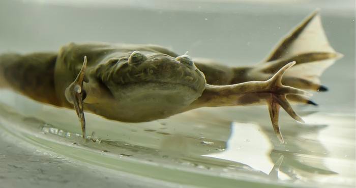 African clawed frog