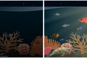 Illustration showing the difference between natural and artificial light at night on a coral reef