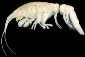 The newly discovered crustacean Ducibella camanchaca is the first large, active predatory amphipod from the extreme depths of Atacama Trench.