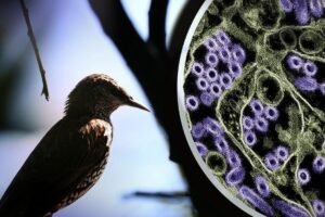 Photo of a wild bird. To the right is a colorized transmission electron micrograph of H5N1 virus particles (purple). H5N1 bird flu is widespread in wild birds worldwide, and in 2024 is causing a multistate outbreak in poultry and U.S. dairy cows. NIAID and CDC