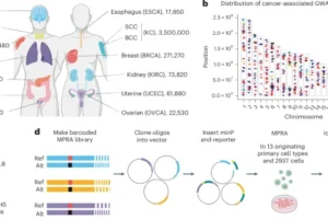 genetic cancer infographic
