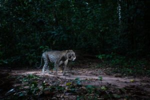leopard at night