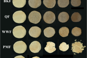 Pancakes prepared with unbleached fine wheat pastry flour (FWF) and whole wheat (WWF), buckwheat (BKW), quinoa (QF), proso millet (PMF), and pregelatinized proso millet flour (PMG) at substitution levels of 25%, 50%, 75%, and 100%. All samples in the CTRL column are the same sample and were replicated for ease of comparison. [Color figure can be viewed at wileyonlinelibrary.com]
