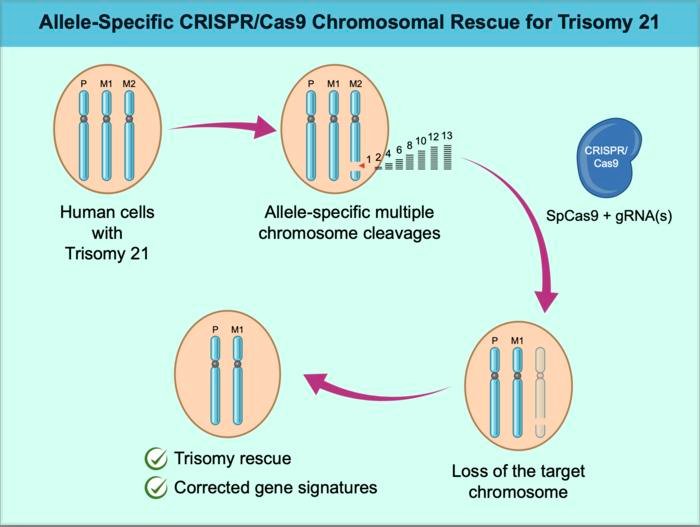 A graphical abstract summarizes the approach.