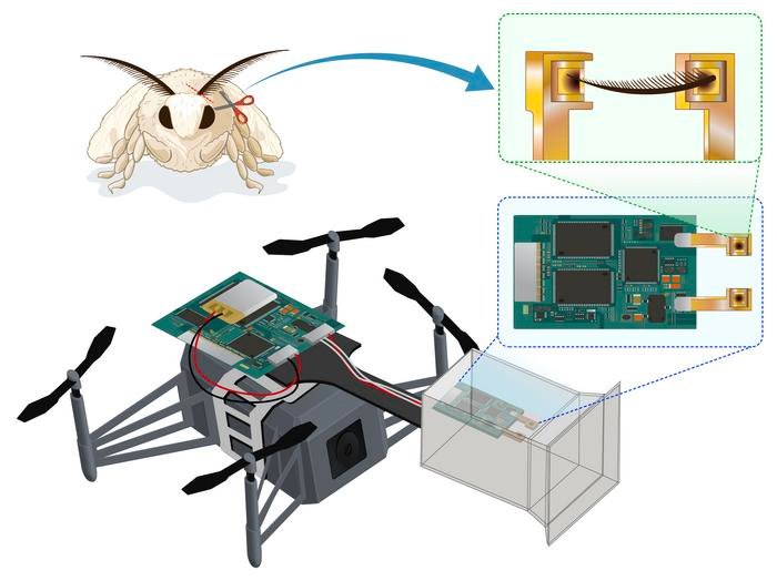 Researchers from Shinshu University and Chiba University develop a novel bio-hybrid drone using odor-sensing antennae from silkworm moths. Incorporation of an electroantennography (EAG) sensor to detect odorants and optimization of the electrode and enclosure structure in the robot enhanced the odor search range, detection precision, and system performance of the drone, thus, improving its application in diverse environments.
