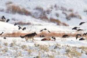 Yellowstone National Park. Wolf, magpies, and ravens at carcass near Soda Butte.