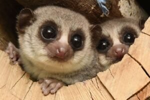 fat tailed dwarf lemur