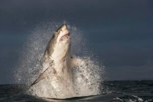 Great white shark breaches the surface in pursuit of its prey in False Bay, South Africa.