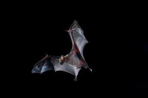 bat