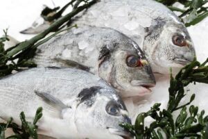 fresh fish on ice