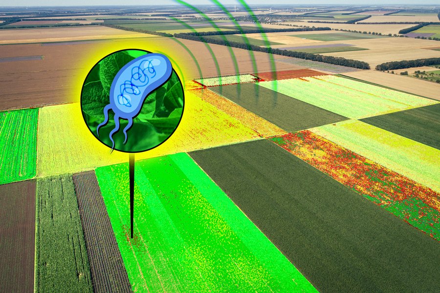 MIT engineers engineered bacteria to produce hyperspectral signals that can be detected as far as 90 meters away. Their work could lead to the development of bacterial sensors for agricultural to monitor crop health, for example. Credits:Image: Jose-Luis Olivares, MIT; iStock