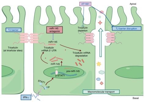 A schematic diagram illustrates a proposed mechanism of interferon-γ (IFN-γ)-induced downregulation of tricellulin in salivary epithelial cells. IFN-γ leads to the phosphorylation of signal transducer and activator of transcription 1 (STAT1) and then induces the upregulation of microRNA-145 (miR-145) which combines with tricellulin mRNA 3' UTR and inhibits the expression of tricellulin. This would then cause the dysfunction of acinar epithelial barrier and the increased transports of macromolecules through paracellular pathway due to the loss of tricellulin in salivary glands, thereby resulting in hyposalivation. The schematic diagram is designed by Figdraw.