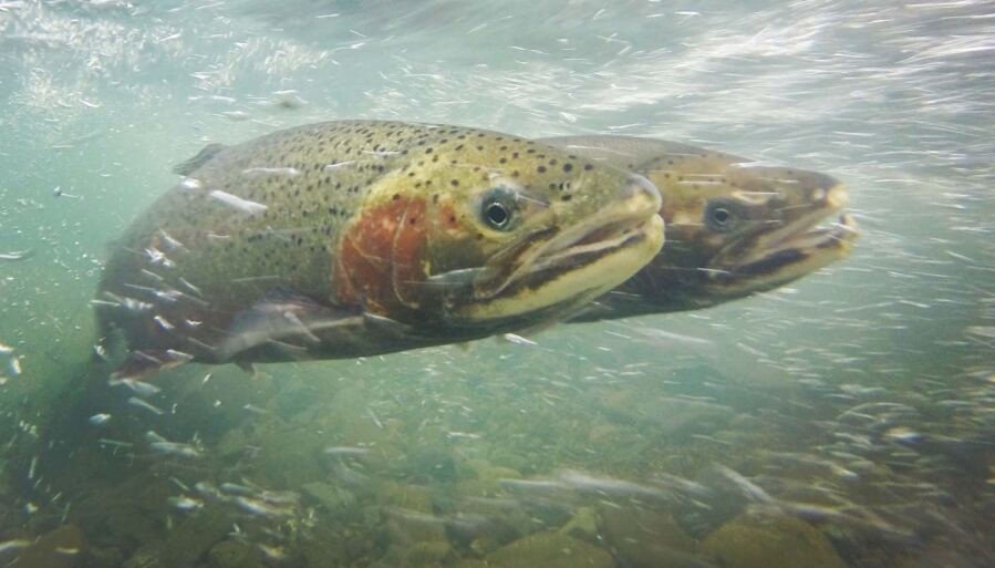 A pair of steelhead trout spawning in Peña Creek, a part of the Russian River watershed in Sonoma County. Will Boucher/California Sea Grant, via Flickr