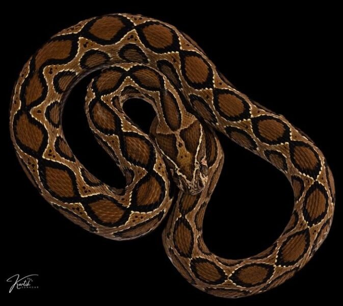 snake