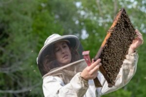 Samantha Alger, director of the Vermont Bee Lab, inspects a frame of bees.