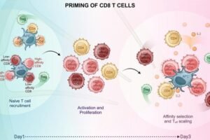 CD8 T cell priming occurs in two phases. In the activation phase (day 1), naïve T cells engage with dendritic cells (DC) for 24 hours, then detach, proliferate, and move deeper into the lymph node. In the selection phase (days 2-3), activated T cells regain sensitivity, re-engage with antigen-presenting cells, and receive IL-2 support from CD4 T cells. Regulatory T cells limit IL-2 availability, driving the expansion and differentiation of high-affinity CD8 T cells into effector cells.
