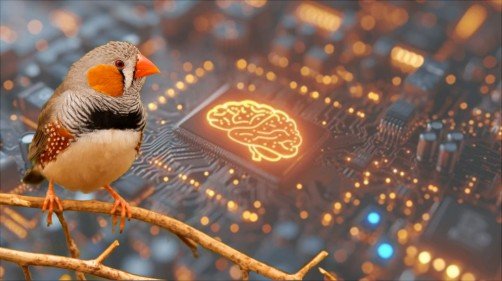 UTSW researchers used a technique called optogenetic circuit mapping in which they inserted a gene into targeted neurons, allowing their activity to be controlled by light. By stimulating neurons that deliver inputs to the HVC, an area of the avian brain involved in birdsongs, then measuring the electrical activity of outputting neurons, the team could see which neurons communicated with one another.